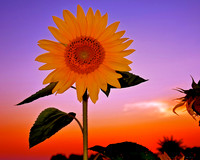 SUNFLOWERS