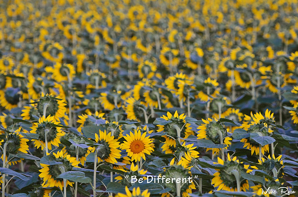 Clear Meadow Farm- Harford County, Md.